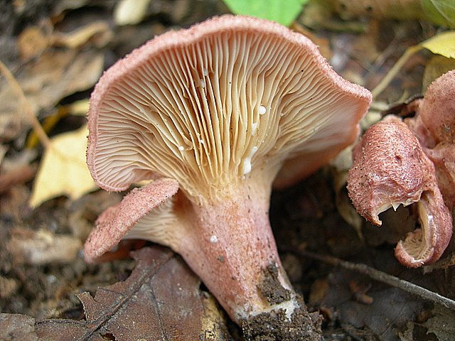 Lactarius spinosulus    Qul. & Le Bret.